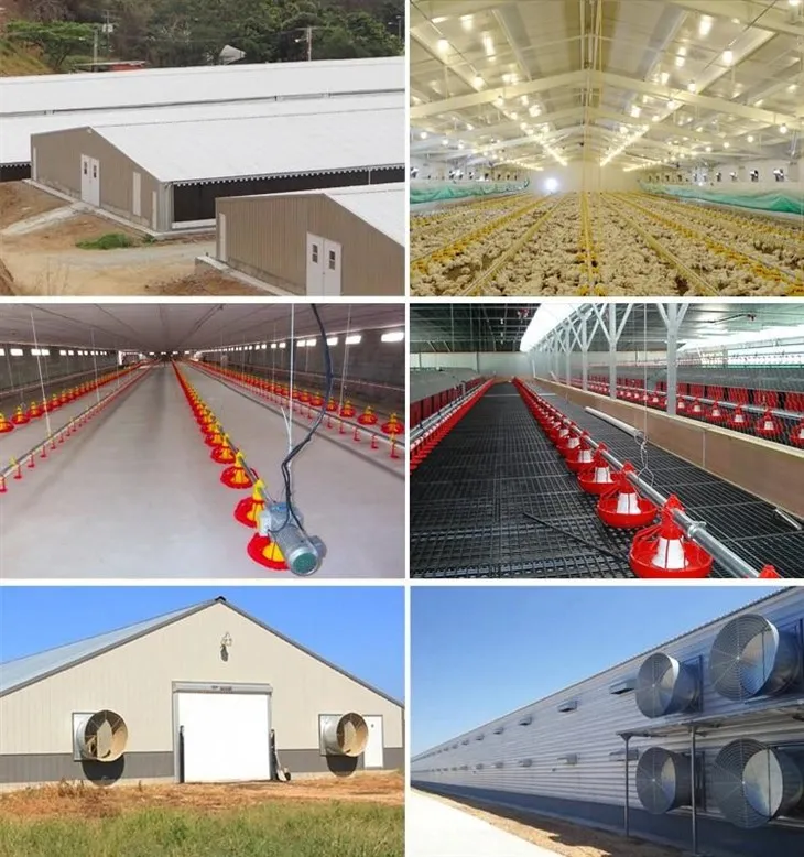 Modern Poultry Farm